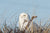 NOAH - Christmas Bird Count - Cover